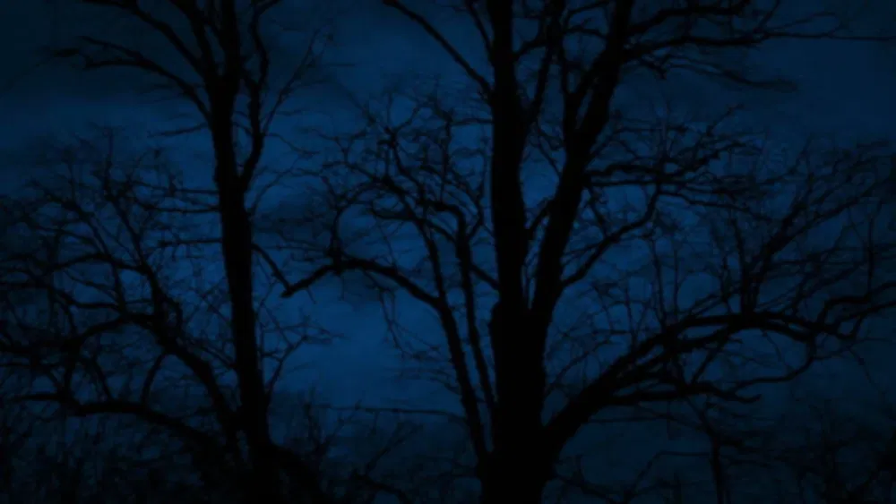 Profile Header